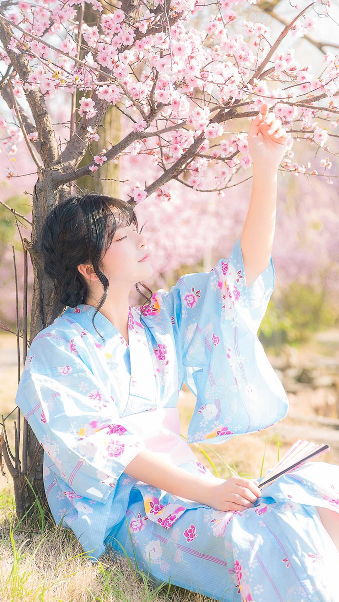 樱花树下的和服美女写真图片
